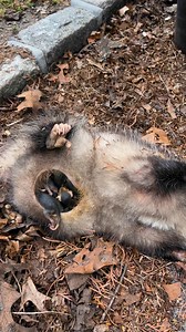 Save The Animals Rescue (STAR) Foundation on Reels