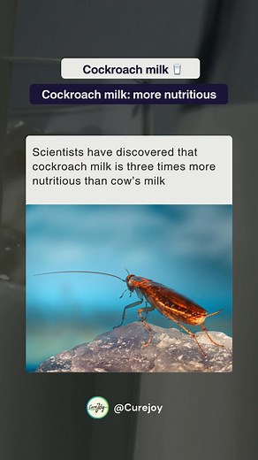 Cockroach milk: The surprising superfood? 🥛🪳 It may sound unbelievable, but cockroach milk has recently been discovered to be three times more nutritious than cow’s milk! Packed with proteins, fats, and essential amino acids, it holds immense potential as a sustainable and highly nutritious food source. While this might be an unusual concept to wrap your head around, the rise of alternative proteins and innovative solutions for nutrition is changing how we think about food. Scientists are expl
