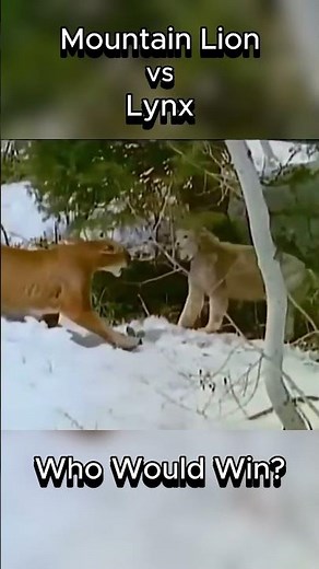 Mountain Lion vs Lynx #cougar #lynx
