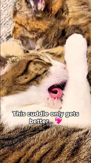 Cat Life: The Cuddle That Keeps Getting Better 💖