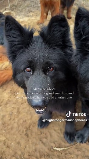 Marriage Hack: Get Same Color Dog to Hide New Puppy