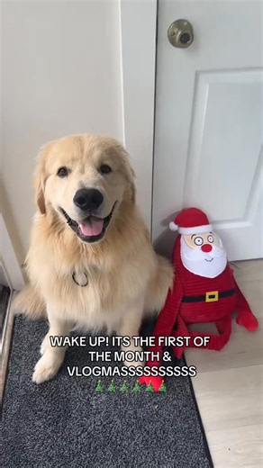 1.1K views · 26 reactions | HAPPY DECEMBER! VLOGMAS DOGMAS STYLE????? #dogsoftiktok #dog | Duke The Golden | Facebook