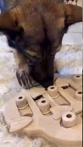 916K views · 31K reactions | The Anatomy Of A German Shepherd #dog #anatomy #funny #germanshepherd | Jade the Sable GSD | Facebook