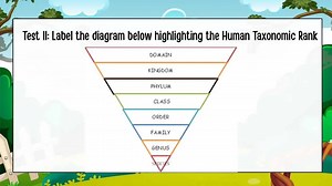 Label the diagram below highlighting the Human Taxonomic Rank... | Filo