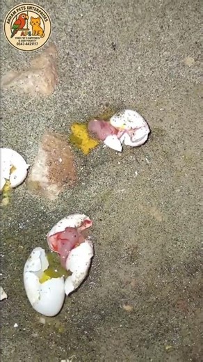 Chicks Dead in Shell (Female Parrots Thrown the Eggs) Anday toti ny phaink diy 😔 #deadinshell #eggs