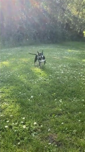 Dogs Dancing #dog #shorts #dogs #funny