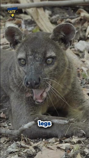 🐈 FOSSA – The Hunter of Madagascar