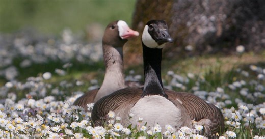 A rare pairing of geese