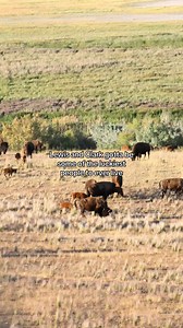 Lewis and Clark bison encounter — why they'd be 'luckiest people' in the West