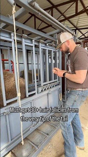 Getting hair to test our Yellowstone Bulls’ DNA#bison #farming #dna #testing #genetics #agriculture