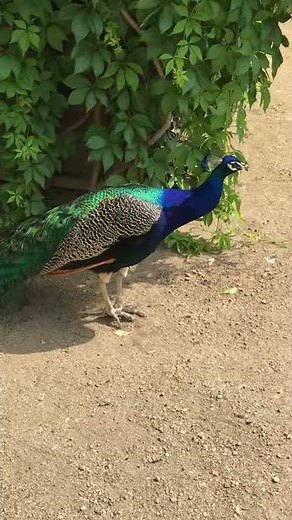 The Peacock, an Example of Sexual Selection