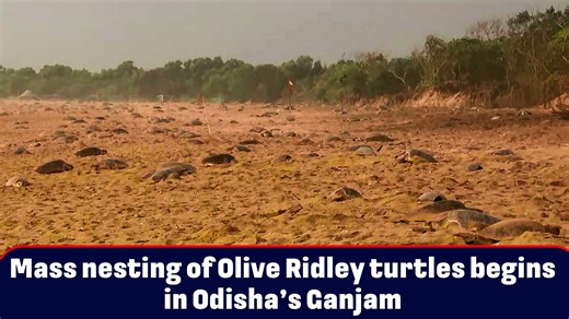 Mass nesting of Olive Ridley turtles begin in Odisha’s Ganjam