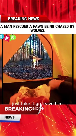 A man rescued a fawn being chased by wolves, touching everyone's hearts.#news #fyp #fawn #Save #usa