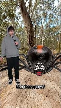 Interviewing A Female Red Back Spider...