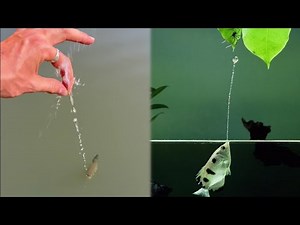 Archerfish: Nature’s Water Gun Sniper!