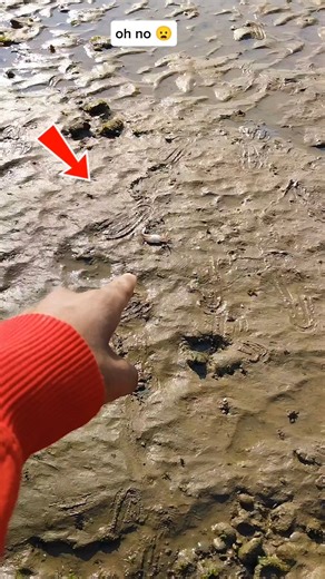 Wait for the end! Rescuing this little guy 🦀✨