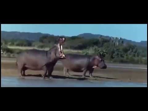 African animals drunk on Marula fruit