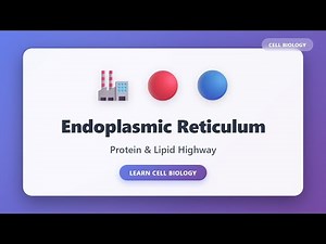 Endoplasmic Reticulum Explained: Protein & Lipid Highway | Cell Biology Tutorial