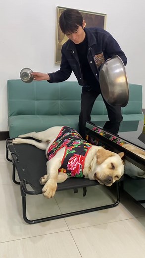 693K views · 1.9K reactions | Family members count 7How many 250 did the princess say in total #Smart #DogLife #dog | 旺仔很忙 | Facebook