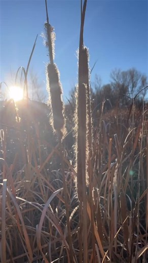 🌅 At sunrise, the Common cattail (Typha latifolia) may look peaceful—but this plant can quietly transform our wetlands. The fluffy seed heads you see in the video are one of the ways cattails spread so rapidly. When disturbed by wind, water, wildlife, or people, thousands of tiny seeds are released and carried across wetlands, rivers, and ponds. Cattails also spread underground through aggressive rhizomes, forming dense monocultures. 📍 Where it spreads: Common cattail thrives in wetlands, ripa