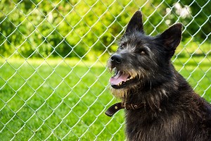The right and wrong ways to Install an electric pet fence