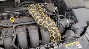 Python Surprise! Exotic snake found hiding in car engine in Green Bay