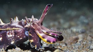 Cuttlefish Camouflage