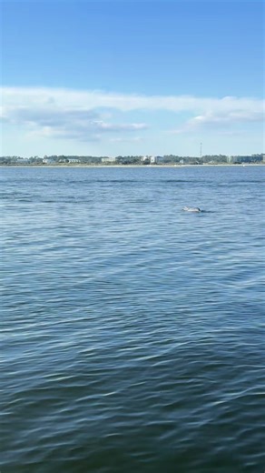 This dolphin’s practicing catch-and-release, catch-and-release, catch-and-release... Thx for sharing Don Gomien! | OBA Community Website