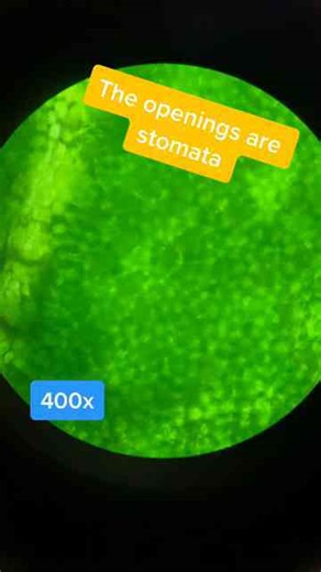 Mind-Blowing Microscopic Views You Have to See!