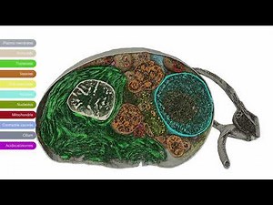 3D structure of entire cell with Amira Software