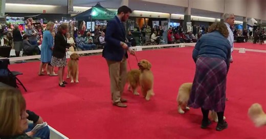 Great American Dog Show to feature debut of Great American Puppy Show