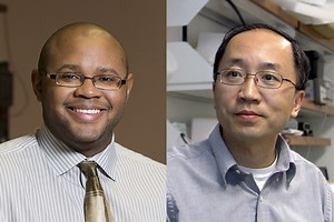 Pigs help scientists understand human brain