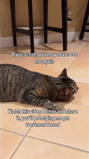 DONATE VIA OUR PAYPAL LINK IN BIO #usa #cat