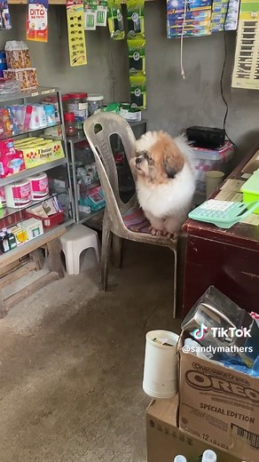 Adorable Shih Tzu Puppy Videos from the Philippines