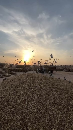 333K views · 10K reactions | आज खेत की मूँगफली MSP पर बेची #farmvlog07 #kisanlife‍♂️ #farmerlife #minivlog #dailyvlog | FarmVlog07 | Facebook