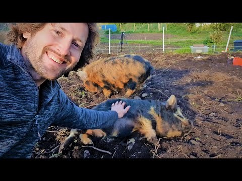 Kunekune Pigs - Everything You Need To Know