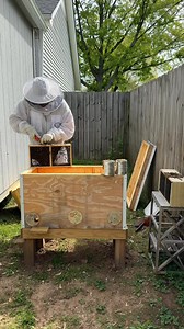 Finally bees | The Pasinis