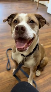Adopted! No matter how many years you spend in rescue, nothing prepares you for the sight of a senior dog behind kennel bars. It hits you like a weight on your chest—every single time. You try to be strong, but the sadness always finds a way in. It never gets easier, it never feels fair, and for those of us who love them most, it’s the kind of heartbreak that lingers long after we leave for the night. This is Lexus, or Lexie as we call her. She’s 10 years old. Lexus is the kind of dog who lights