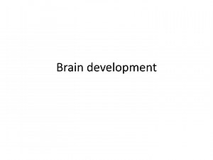 Brain development - SlideServe