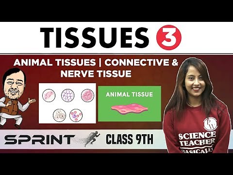 Tissues 03 | Animal Tissues | Connective & Nerve Tissue | Class 9 | NCERT | Sprint