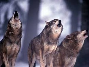 Hurlement Des Loups / Howling Wolves Black Screen / POUR DORMIR - TO SLEEP