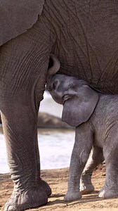 Look at this ADORABLE baby elephant we spotted on safari! Still so pink! #babyelephant #cute #safari | All Out Safaris