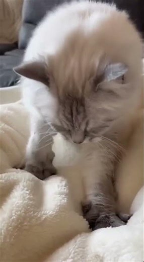 ASMR Cat Purring 😺 The Ultimate Relaxation & Sleep Sound