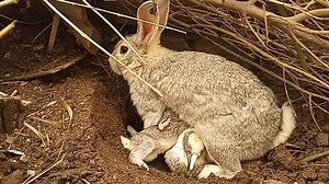 Raising RABBITS in the Wild | Bam Bhole