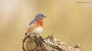 1.2K reactions · 49 shares | Adopt an Eastern Bluebird for Mother’s Day! Your symbolic action helps protect birds and their habitats. Adopt by 4/24 to ensure your plush bird and certificate of adoption arrive in time for the holiday. | National Audubon Society | Facebook