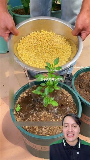 useful homemade fertilizers for the garden