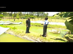 Smart Farm: Ornamental Fish Farming