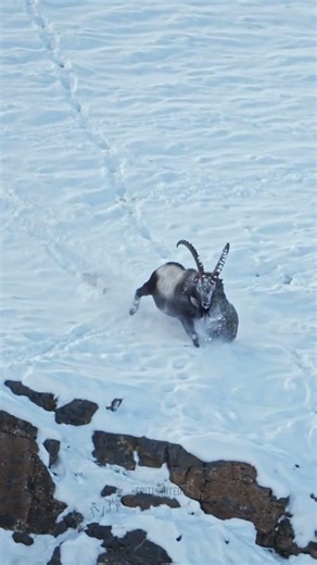 The wildest snow leopard hunt ever filmed #snowleopard