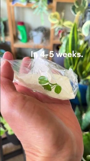 How to grow calamansi/lemonsito seed fast and easy.