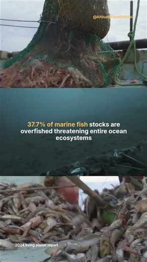Overfishing Is Pushing Oceans to the Brink